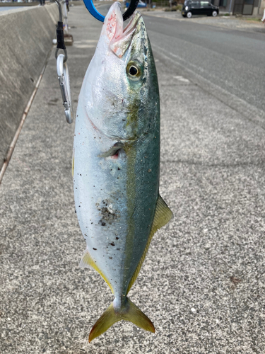 ヤズの釣果