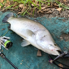 バラマンディの釣果