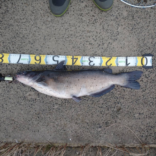 アメリカナマズの釣果