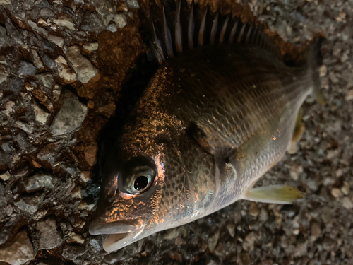 キビレの釣果