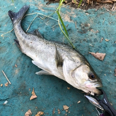 タイリクスズキの釣果