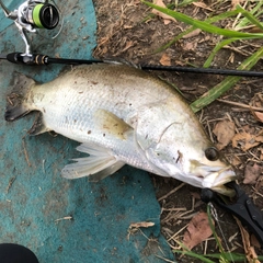 バラマンディの釣果