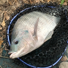 ナイルティラピアの釣果