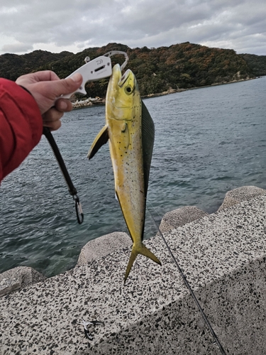 シイラの釣果