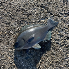 オナガグレの釣果