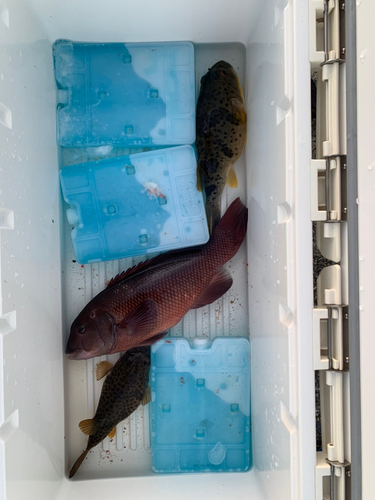 アカメフグの釣果