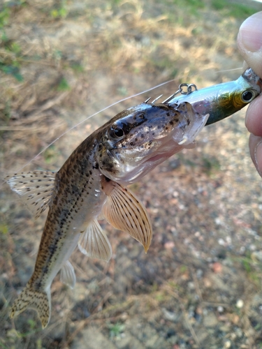 カマツカの釣果