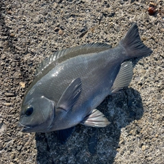 クチブトグレの釣果