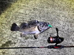 クロソイの釣果