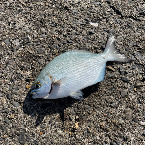 ババタレの釣果