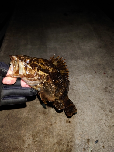 タケノコメバルの釣果