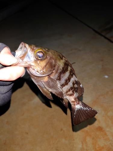 メバルの釣果