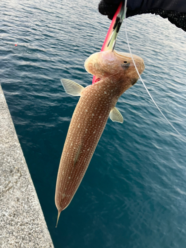 エソの釣果