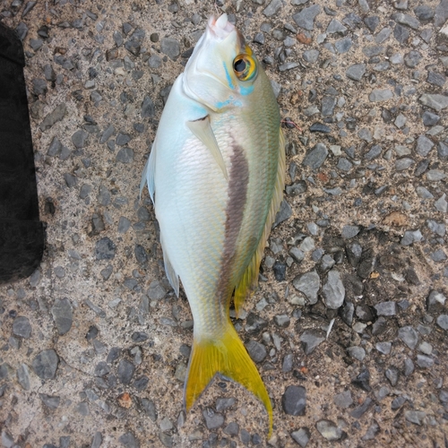 ジューマー(ヒトスジタマガシラ)の釣果