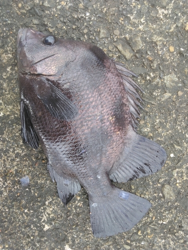 ヒゲダイの釣果