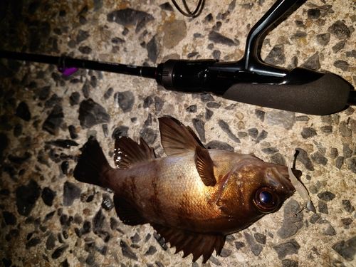 シロメバルの釣果