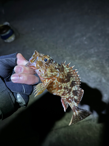 カサゴの釣果