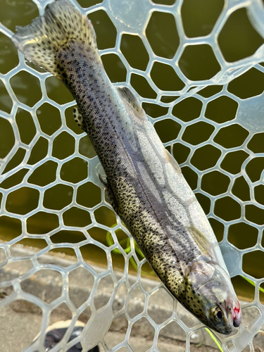 ニジマスの釣果