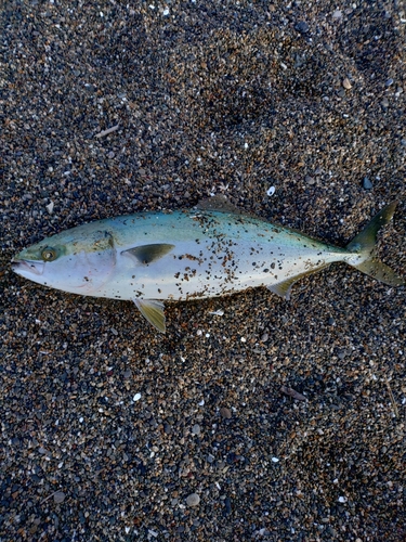 ワラサの釣果