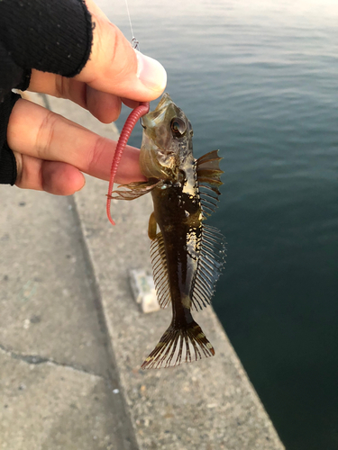 アナハゼの釣果