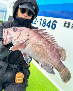 マハタの釣果