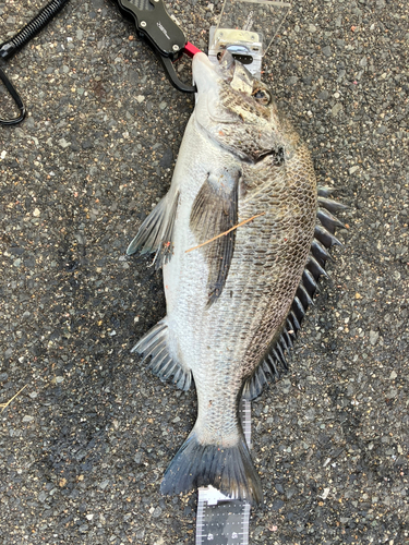 チヌの釣果