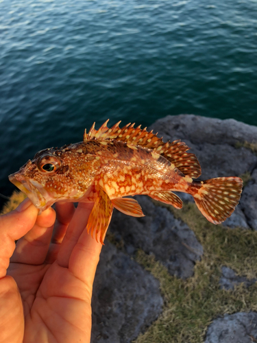 カサゴの釣果