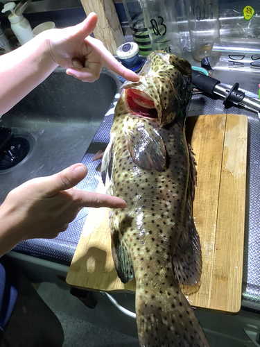 チャイロマルハタの釣果