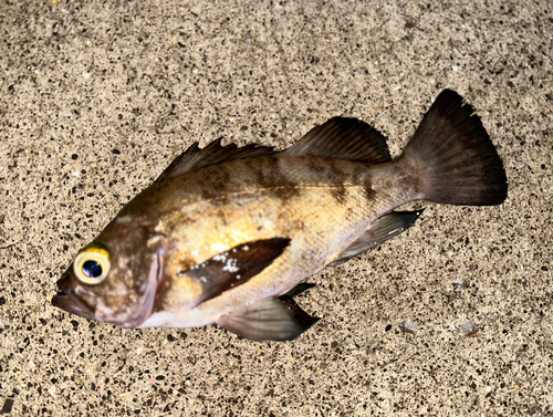 メバルの釣果