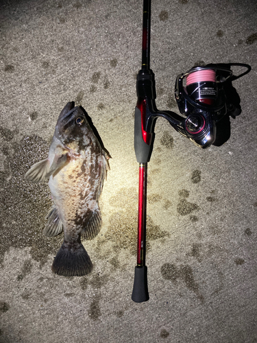 クロソイの釣果