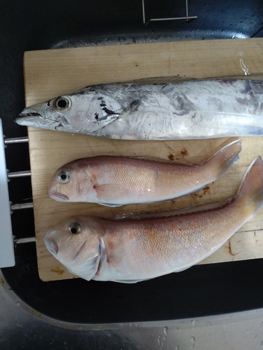 シロアマダイの釣果