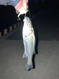 セイゴ(マルスズキ)の釣果