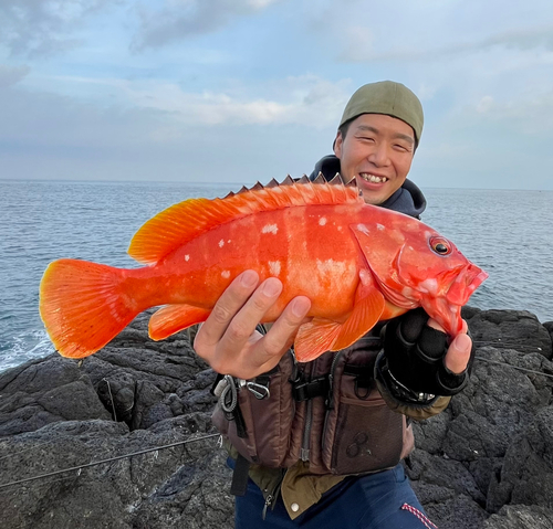 アカハタの釣果