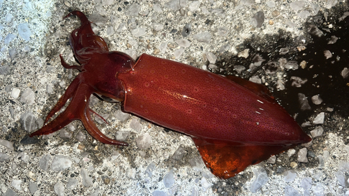 ケンサキイカの釣果