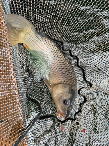 コイの釣果