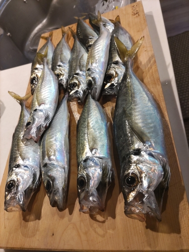 アジの釣果