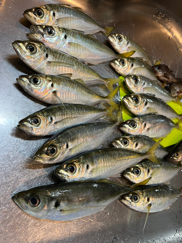 アジの釣果