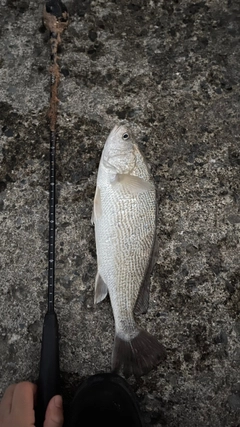 ニベの釣果