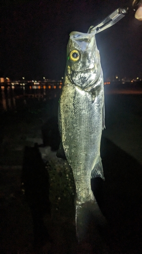 セイゴ（ヒラスズキ）の釣果