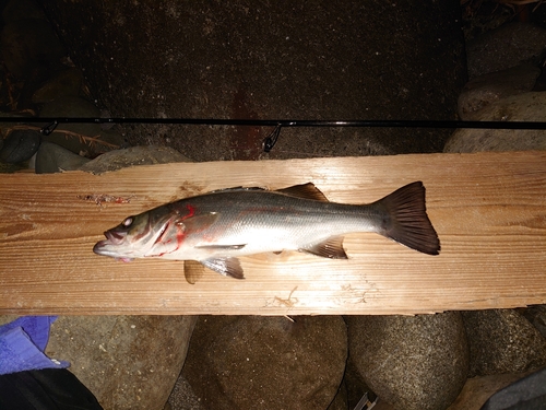 セイゴ（ヒラスズキ）の釣果