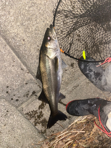 シーバスの釣果