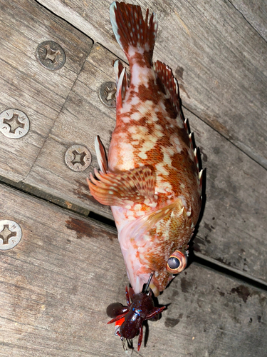 カサゴの釣果