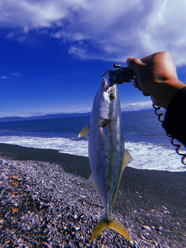 イナダの釣果