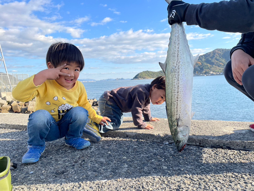 サワラの釣果