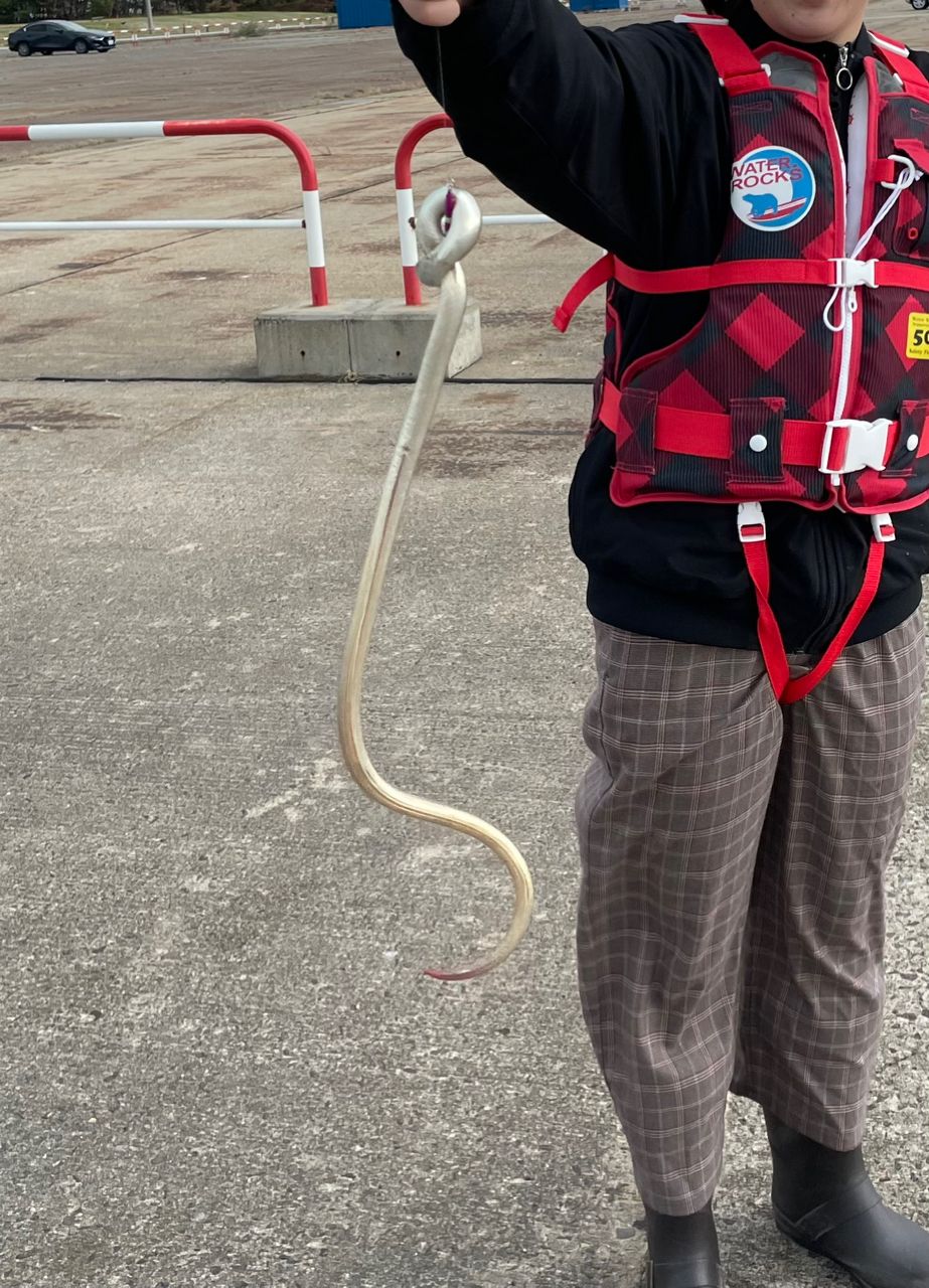 ダイナンウミヘビ