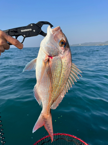 タイの釣果