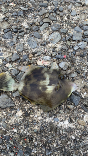 カワハギの釣果