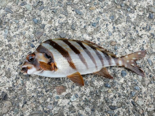 タカノハダイの釣果