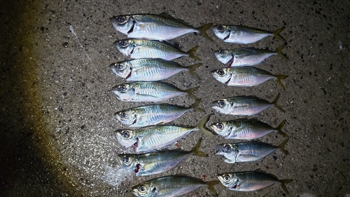 アジの釣果