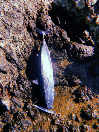 ソウダガツオの釣果